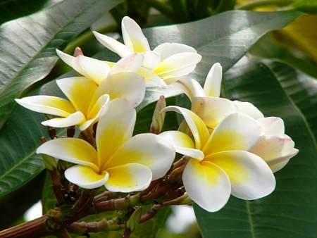 プルメリア 木 約150cm 白